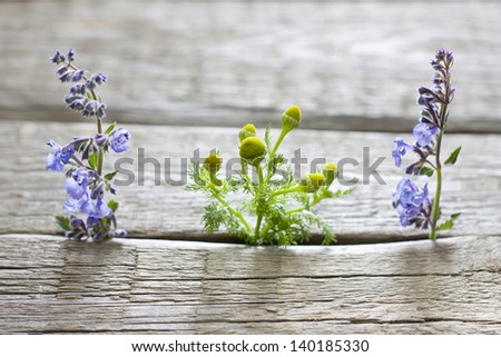 Herbs on vintage planks aromatherapy background concept