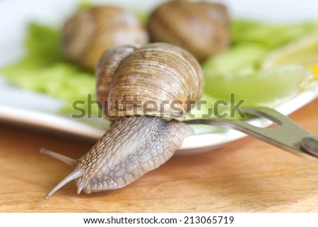 Snail escapes from the plate food fun concept