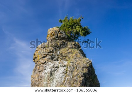 Lonely Douglas fir tree on the top of Siwash Rock in Stanley Park, Vancouver.