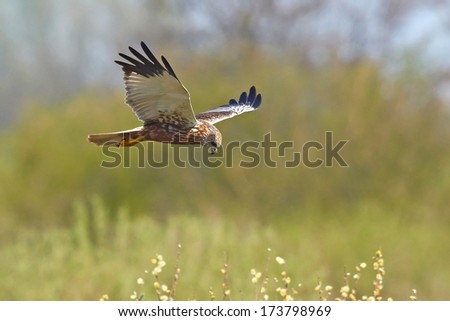 Western Marsh Harrier (Circus aeruginosus)