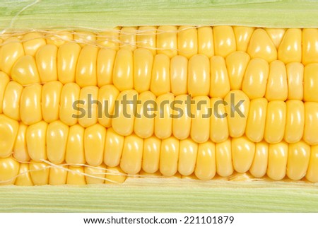 Mature maize ear closeup isolated on a white background