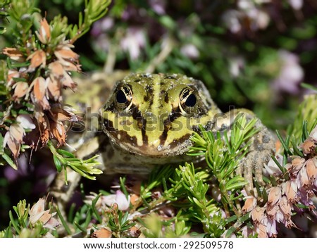 Green Edible frog (Pelophylax kl. esculentus) hiding in its natural habitat