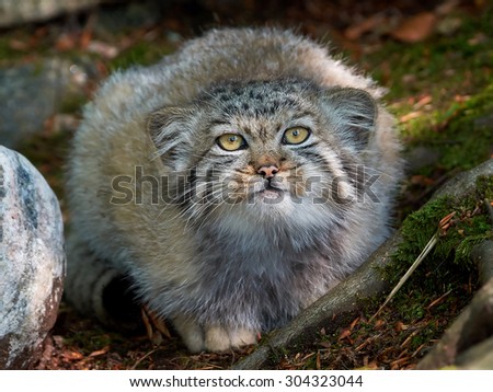 Closeup portrait of a juvenile Pallas\'s cat from the front with eye contact