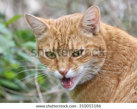 Closeup image of a domestic cat with open mouth meowing