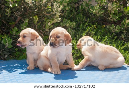Three puppies sitting around the green bush in the sun.