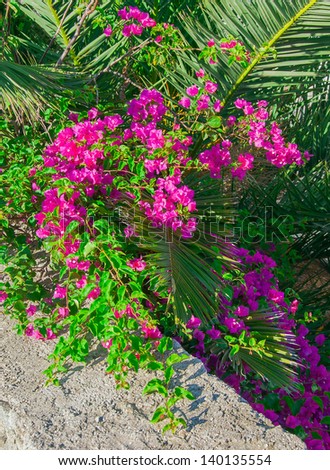 Bougainvillea bush with pink flowers and palm on a background texture walls.