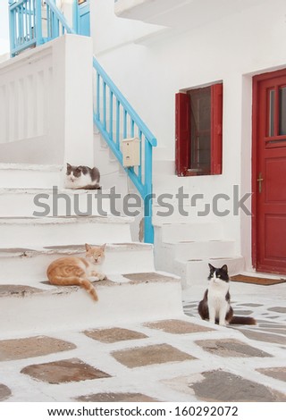Greek males - three cats sitting on the stairs at the entrance to the house