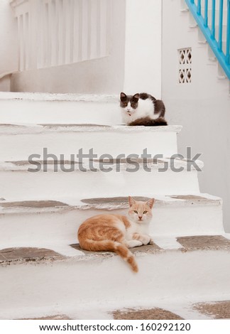 Greek males - beautiful catssitting on the stairs at the entrance to the house