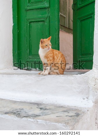 Greek males - beautiful cat sitting on the stairs at the entrance to the house