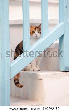 Greek males - beautiful cat sitting on the stairs at the entrance to the house