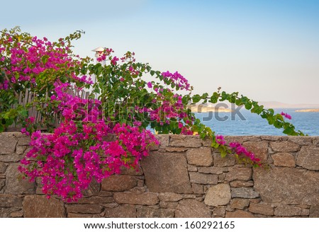Shrub With Pink Flowers On The Background Of The Sea And Sky ...