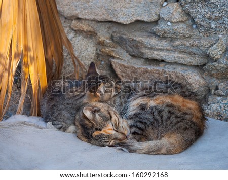 Greek cats - two kittens sleep at dawn in the sun.