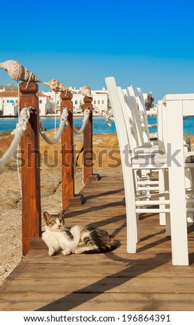 Greek cats - cat lying near the table in the restaurant on the background of the sea and Mykonos Chora