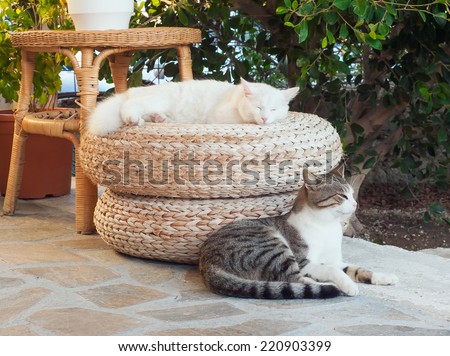 Greek cats - two cats sit on the ground in the yard.