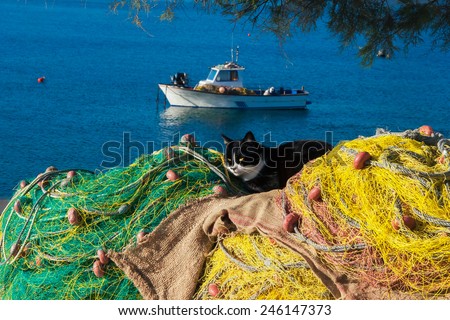 Cat having a rest on winter sunny day on fishing net in the island of Mykonos. Greece.