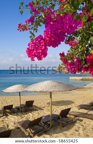 paradise. sandy beach with umbrellas and sunbeds by the sea and flowers.