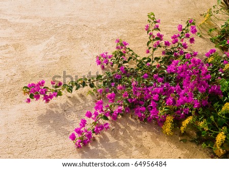 Bougainvillea bush with pink flowers and yellow wildflowers on a background texture walls.