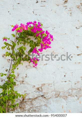White-washed walls of rough stone with a beautiful pink flowers... background.