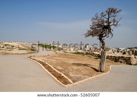 fork in path and tree in amman - jordan
