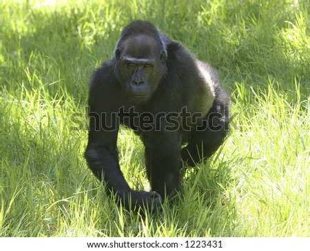 The Walking Gorilla