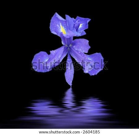 Purple Iris with droplets isolated on black background and reflecting in water