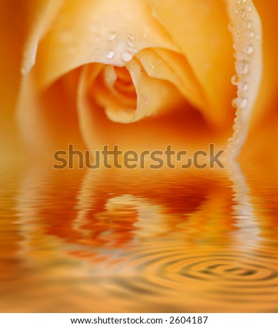 Orange Rose close-up with droplets and reflection on water