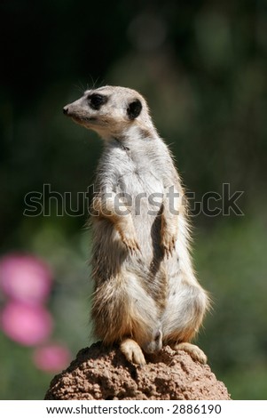 Slender-tailed meerkat standing up and looking left