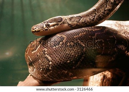 Huge Boa Constrictor snake in Jungle