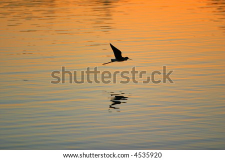Silhouette of Sandhill Crane flying above the ocean at sunset