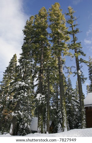 Tall tree in the Sierras, Lake Tahoe, California