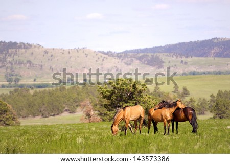 Wild Spanish Mustangs in the Black Hills of South Dakota
