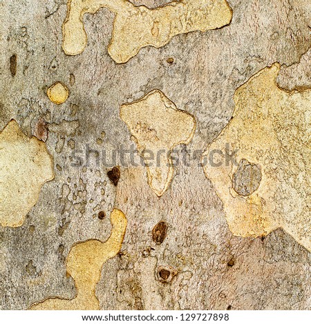 Closeup piece of tree bark Platunus (Sycamore), textures