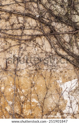 Dry trunks and branches of plants are no leaves on the old stone wall paint strict picturesque creative ornament. Background for your concept or project. Landscape style. Great background or texture.