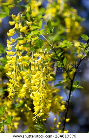 Blossoming acacia. Bunches of yellow flowers in the office light on blurred background. Soft selective focus.
