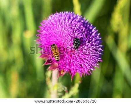Beautiful bright flower thistle. Bees pollinate the flowers, collect nectar and pollen from flowers. Selective focus, space in the zone blurring compositions for the production of advertising.