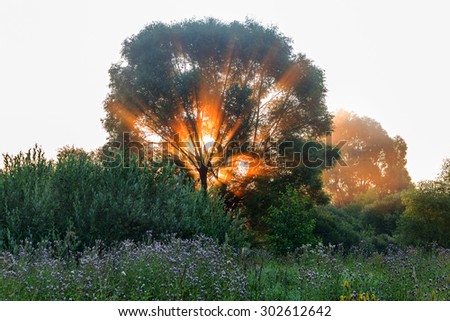 Authentic tree at dawn, filled with gentle rays of the sun in the misty morning haze. Beautiful morning landscape in backlit.