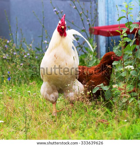 The cock and hen on traditional free range poultry farm