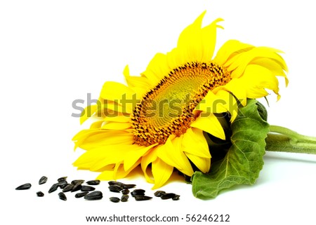 sunflower background wallpaper. White Sunflower Wallpaper.