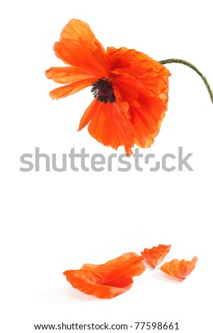 One Poppy