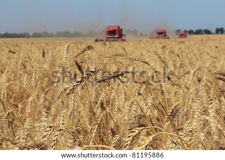 Ears of wheat against the harvesters and field, harvesting wheat, blurry