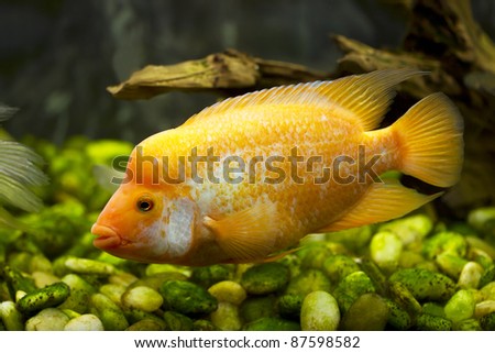 gold fish in an aquarium dolphin Cichlidae