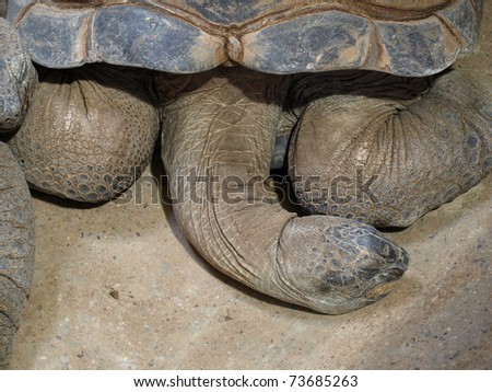 Detail of a giant tortoise