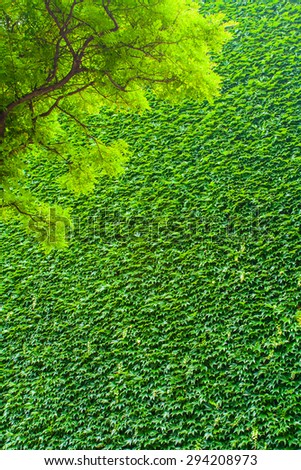 Green tree, ivy-covered building, background