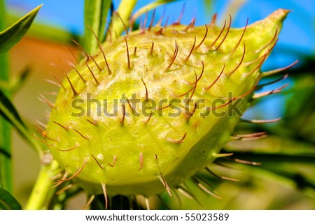 Australian Spiky Green Fruit