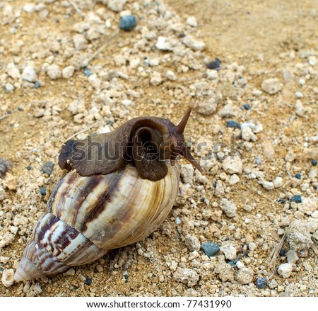 Giant Snail