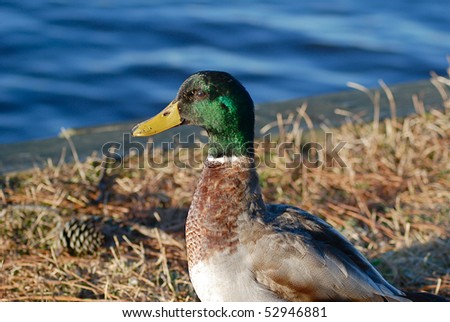 Mallard Duck on watch out
