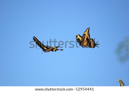 Pictures Of Butterflies Flying. Two utterflies flying