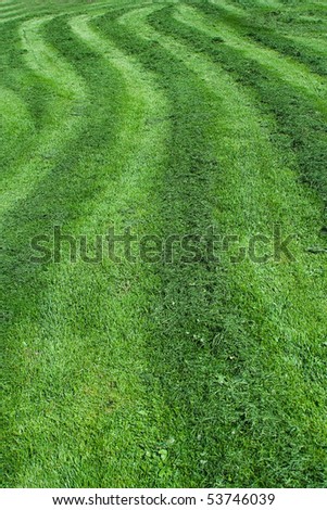 mown lawn