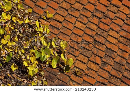 Vine colored leaves on a red roof