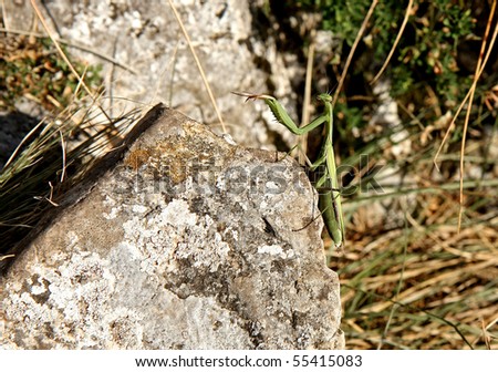 Mantis religiosa,  (European Mantis) also known simply as the Praying